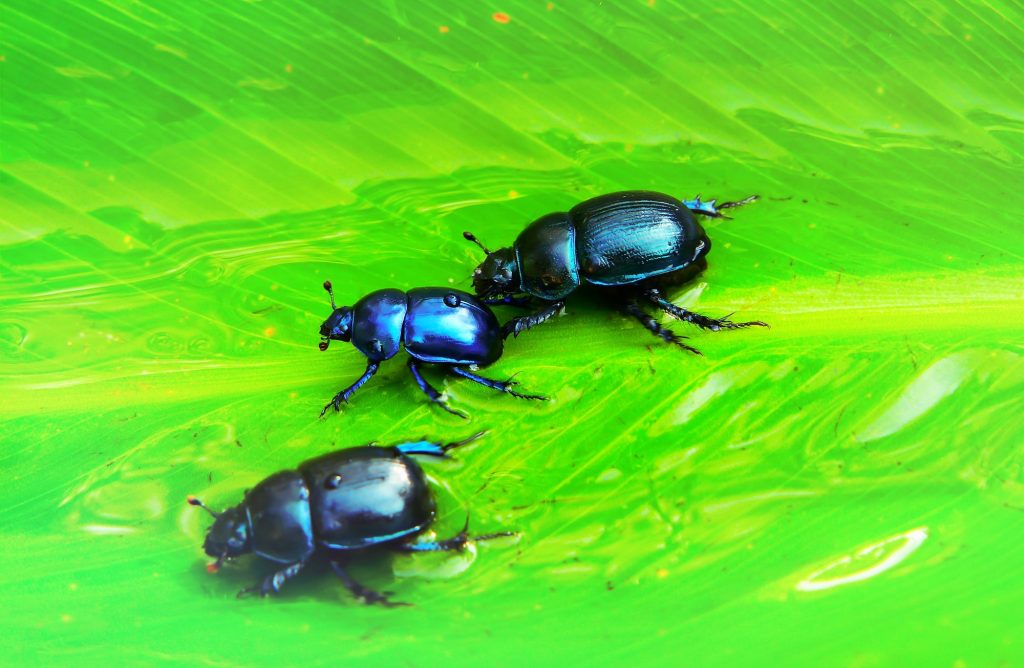 Bakersfield Pest Control Services, #1 Termite Extermination & Pest Control Company, PestX