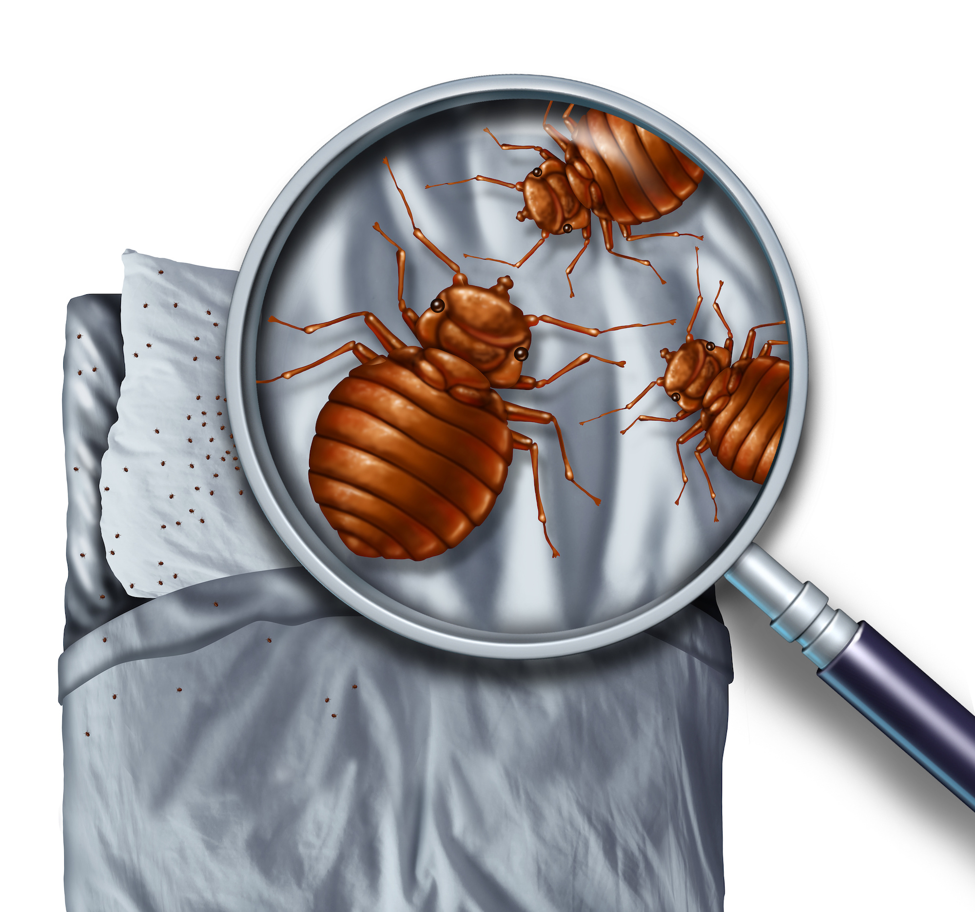 Pest control Bakersfield, bed bugs Bakersfield