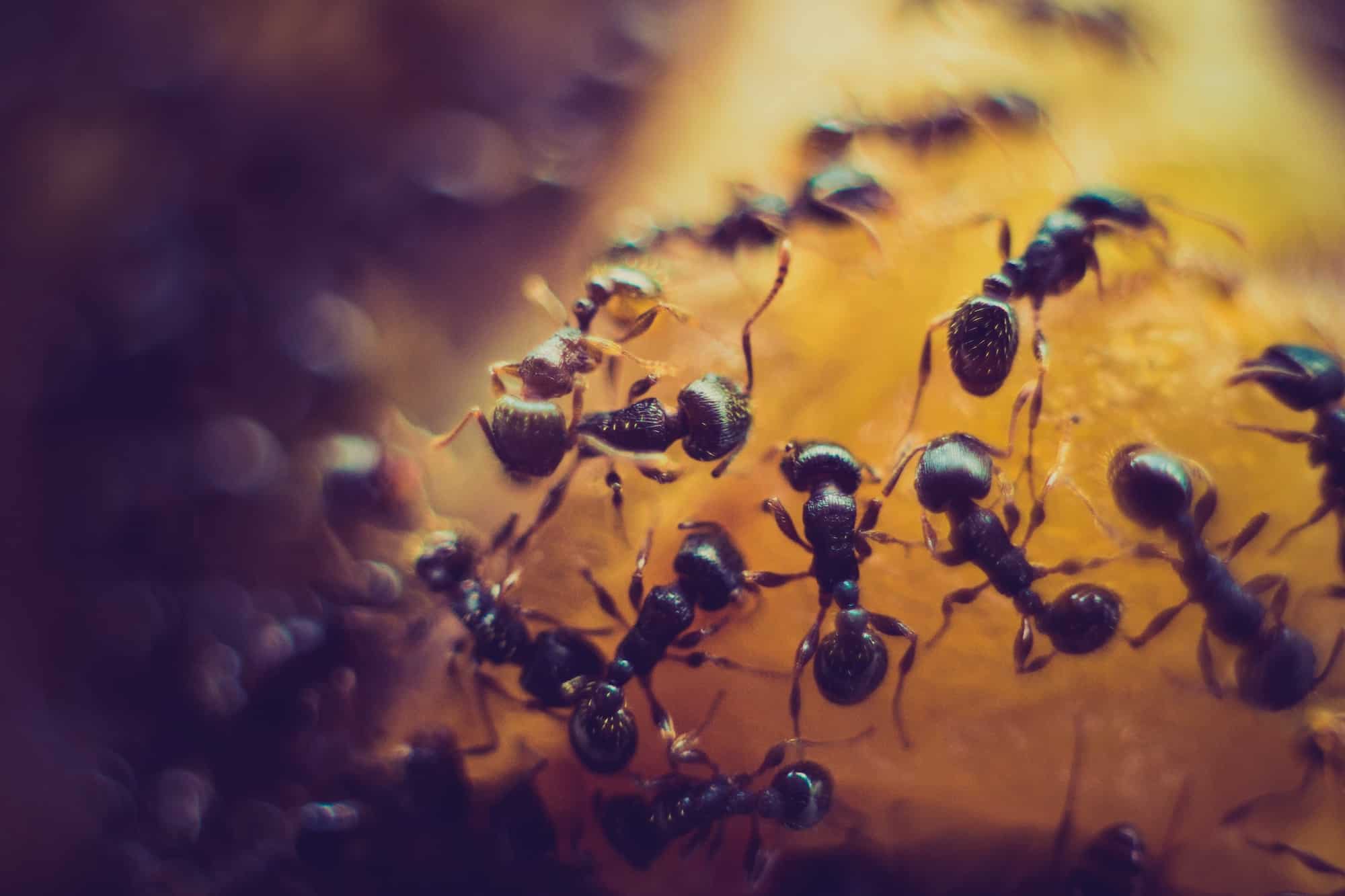 Bakersfield Pest Control Services, #1 Termite Extermination & Pest Control Company, PestX