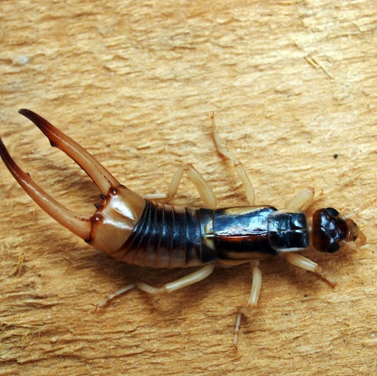 Bakersfield Pest Control Company, Pest Control Bakersfield, PESTX
