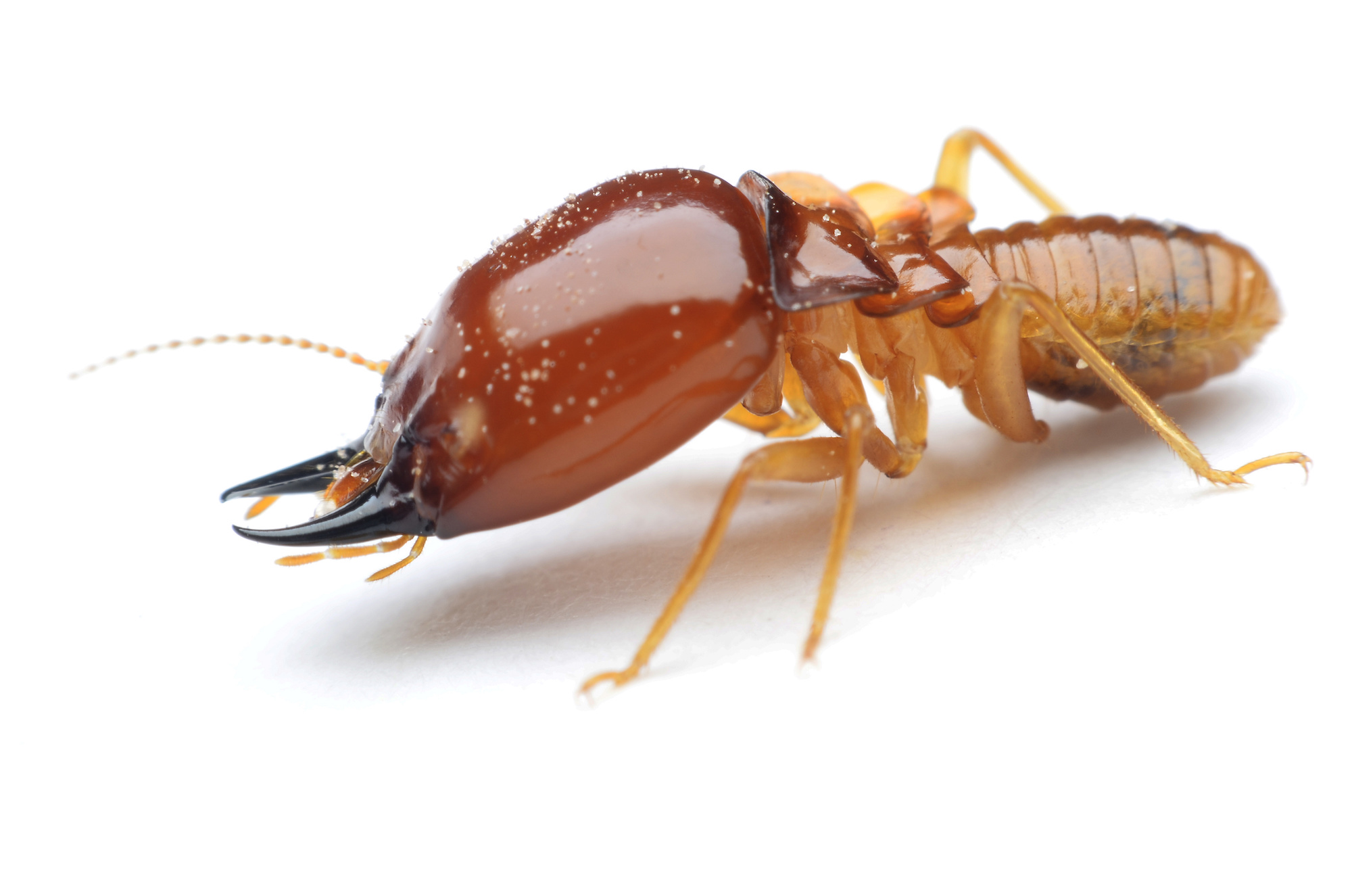 Pest Control Bakersfield, Bakersfield Pest Control Companies, PESTX