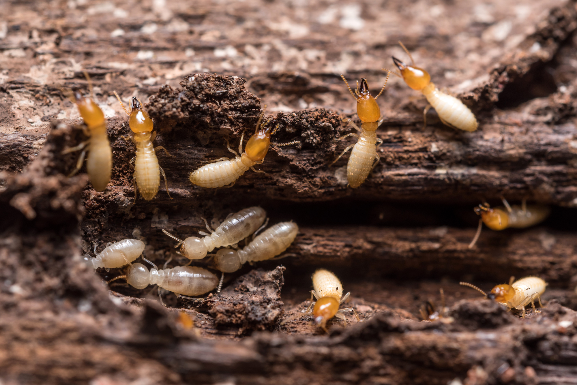 Pest Control Bakersfield, Bakersfield Pest Control Companies, PESTX