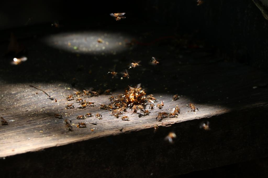 Pest control Bakersfield, Bakersfield pest control