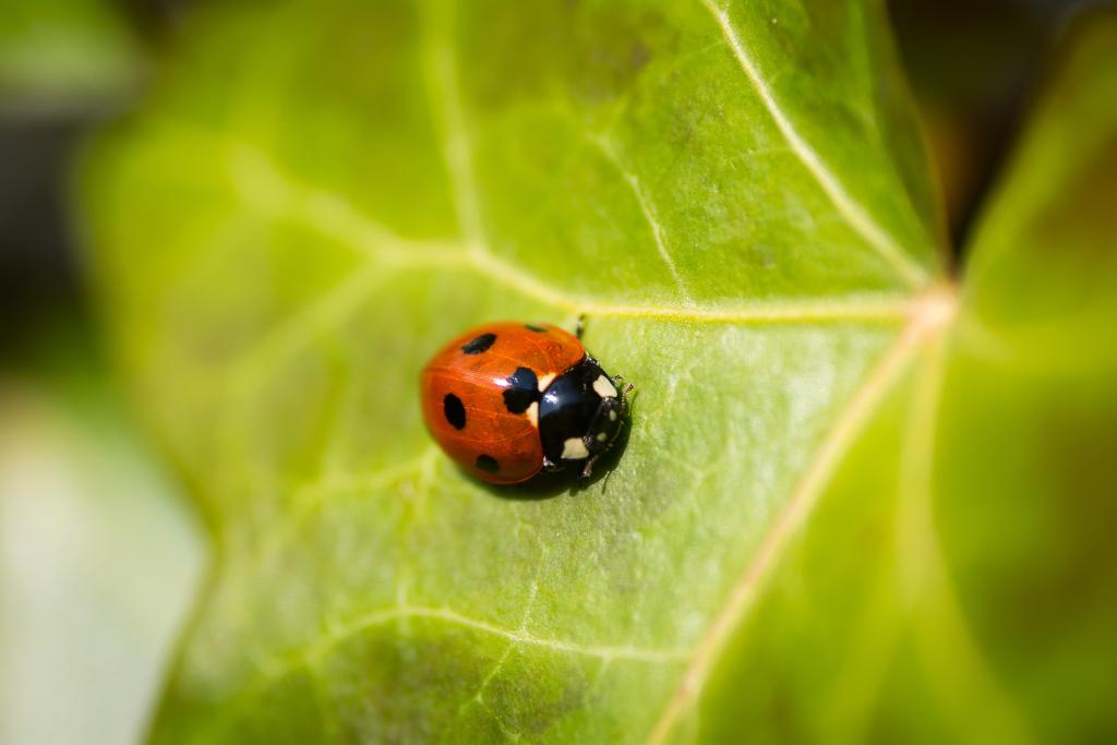 Pest control Bakersfield, Bakersfield pest control