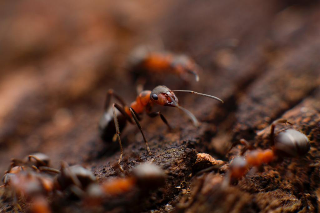 Pest control Bakersfield, Bakersfield pest control