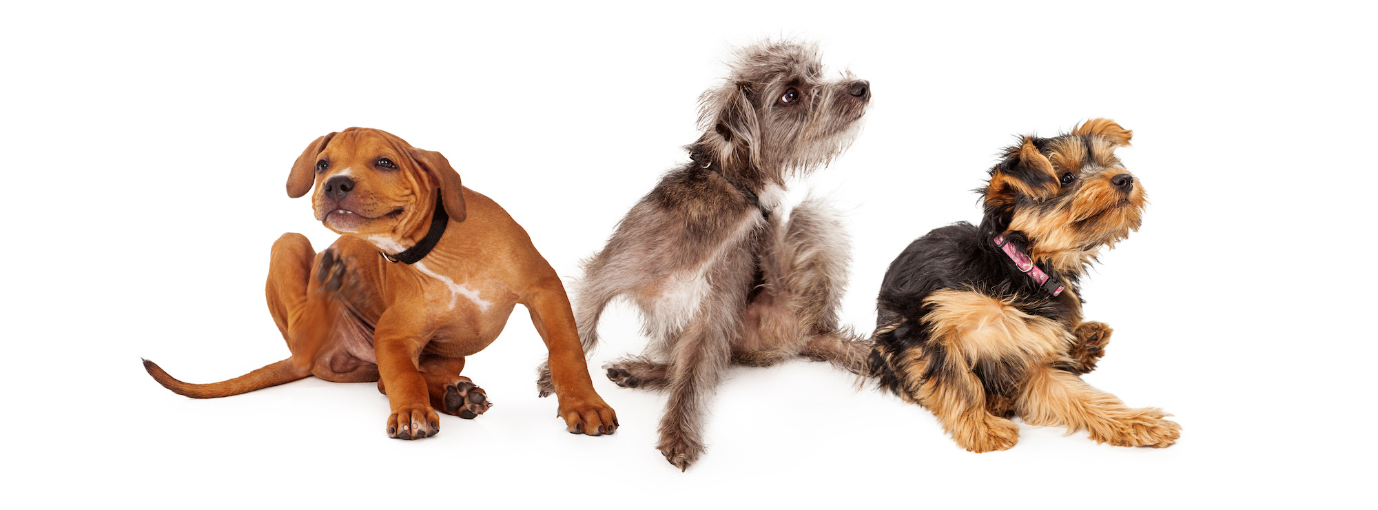 Flea pest control in Bakersfield, Bakersfield pest control