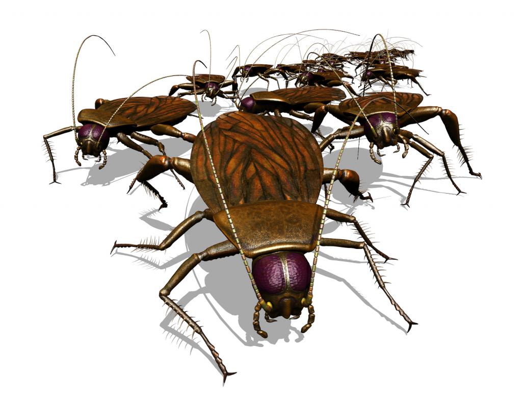 Bakersfield Pest Control, Pest Control Bakersfield, PESTX