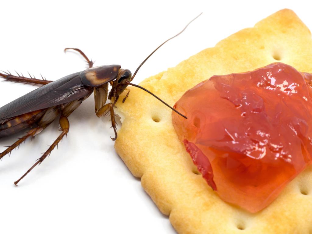 Pest Control in Bakersfield, #1 Bakersfield Pest Control Company, PESTX