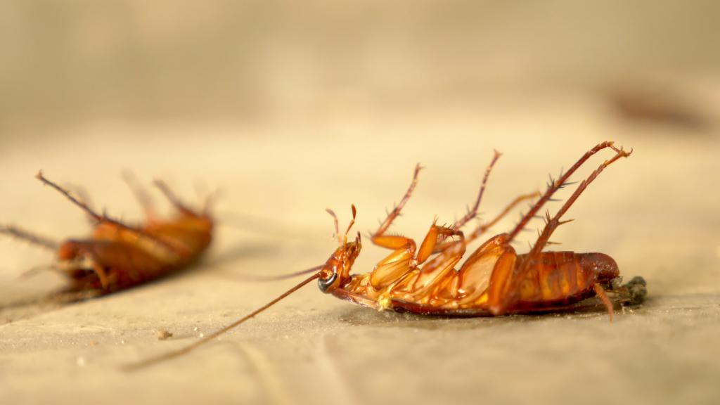 Cockroach pest control in Bakersfield, Bakersfield pest control