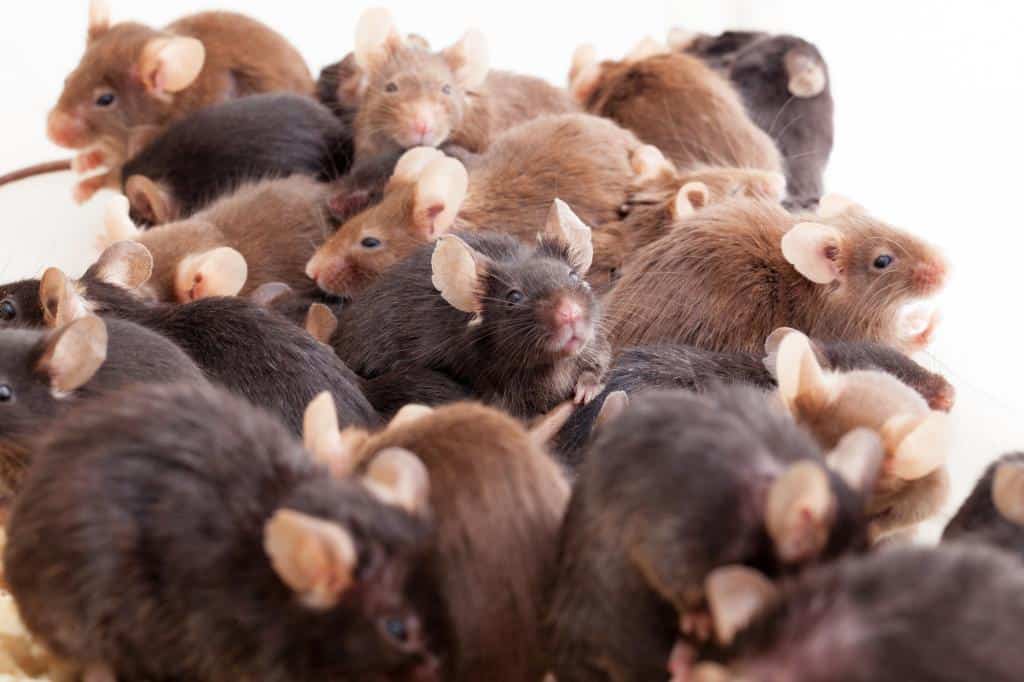 Pest Control Bakersfield, #1 Bakersfield Pest Control Company, PESTX