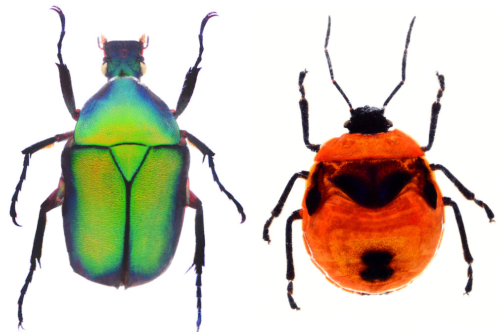 Bed bug pest control in Bakersfield, Bakersfield pest control