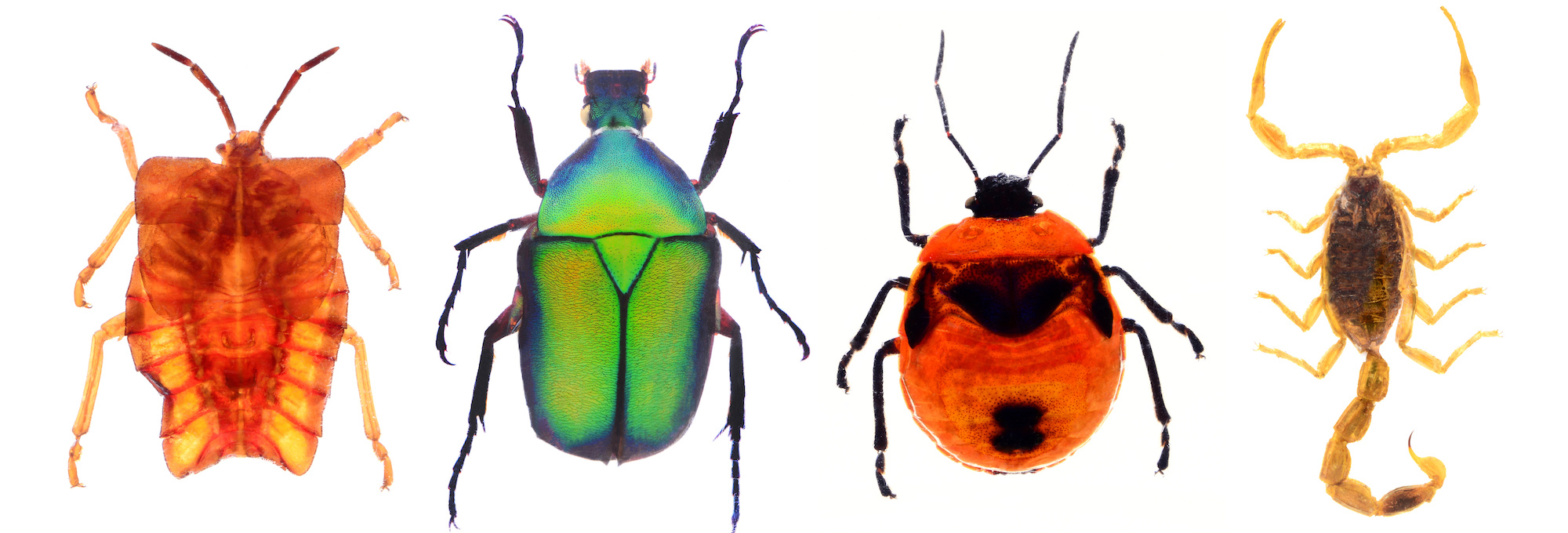Bed bug pest control in Bakersfield, Bakersfield pest control