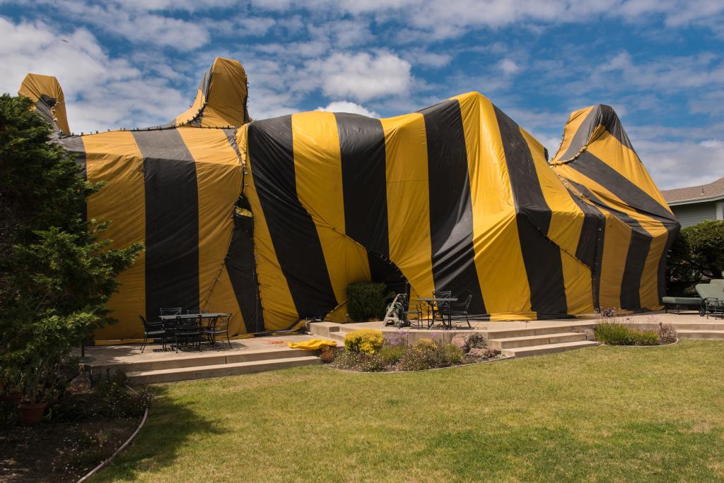 termite Pest Control in Bakersfield, #1 Bakersfield termite Pest Control Company, PESTX