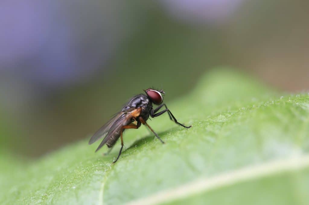 Bakersfield Pest Control, Pest Control Company Bakersfield, PESTX