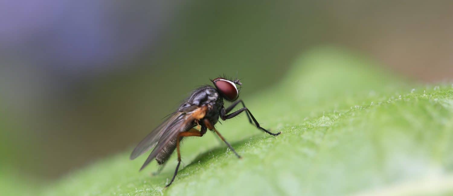 Bakersfield Pest Control, Pest Control Company Bakersfield, PESTX