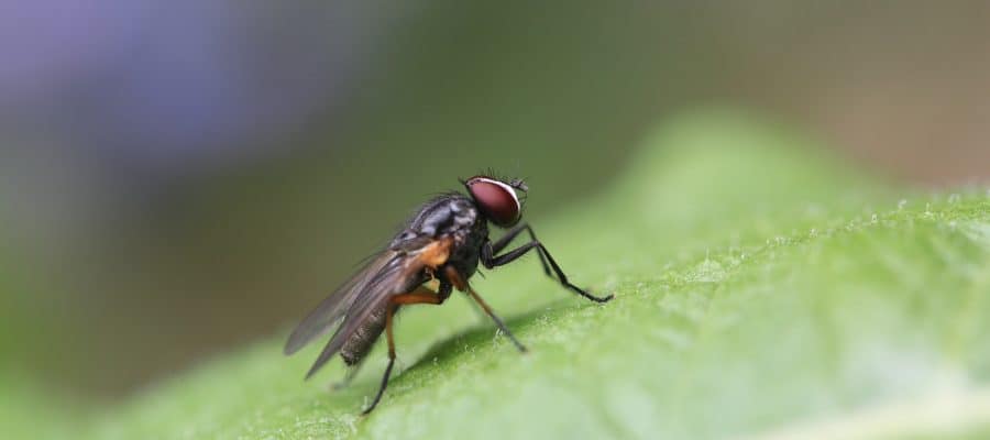 Bakersfield Pest Control, Pest Control Company Bakersfield, PESTX