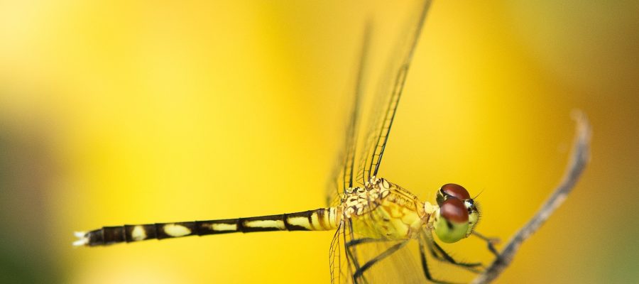 Bakersfield Pest Control, Pest Control Company Bakersfield, PESTX